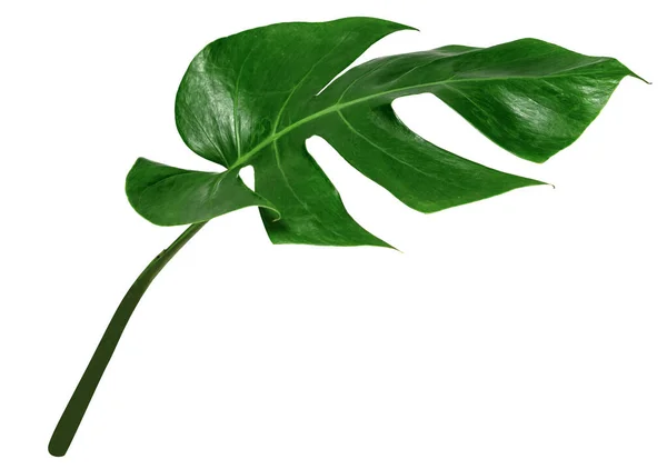Beyaz Arka Planda Yaprak Canavarı Yeşil Yaprak Deseni — Stok fotoğraf