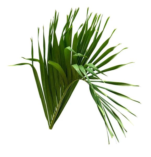 Listové Palmy Zelené Kokosové Listy Vzor Izolované Bílém Pozadí — Stock fotografie
