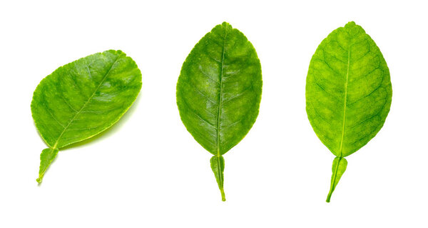 leaf  lemon set isolated on white background ,Green leaves pattern