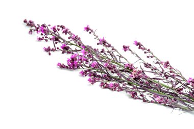 Kesici Aster çiçeği beyaz arkaplanda izole 