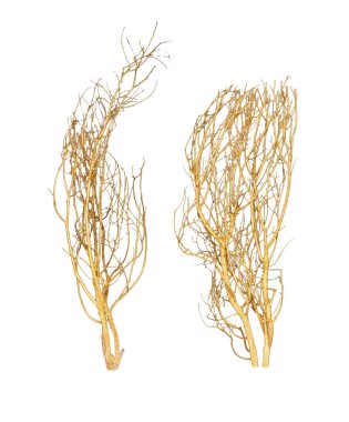 Beyaz arkaplanda izole edilmiş altın kuru dallar 