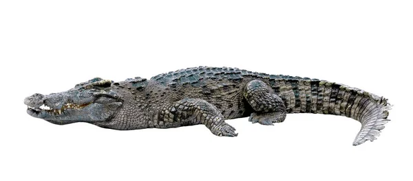 Krokodil Geïsoleerd Witte Achtergrond — Stockfoto