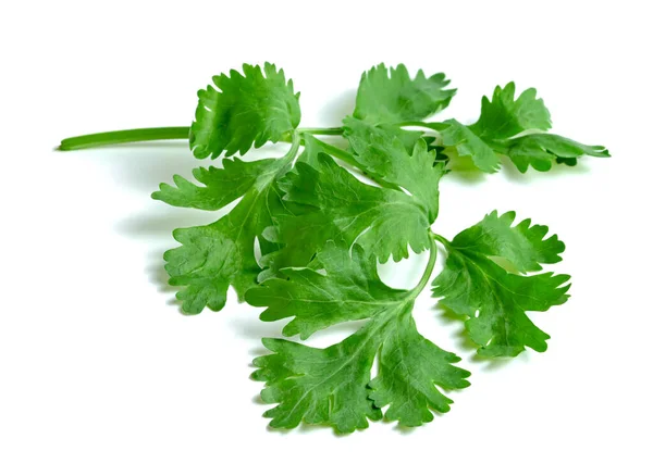 Daun Coriander Atau Cilantro Diisolasi Latar Belakang Putih Pola Daun — Stok Foto