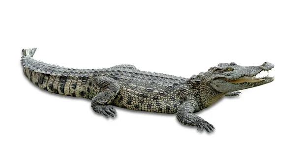 Krokodyl Izolowany Białym Tle Zawiera Ścieżkę Wycinania — Zdjęcie stockowe
