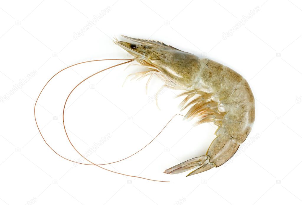 shrimp raw isolated on white background 