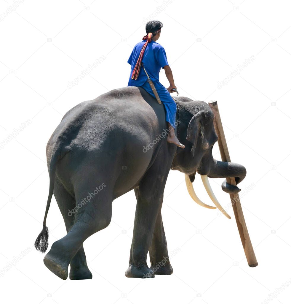Elephant lifting timber with mahout  isolated on white background ,include clipping path
