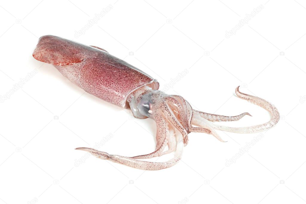squid isolated on white background 