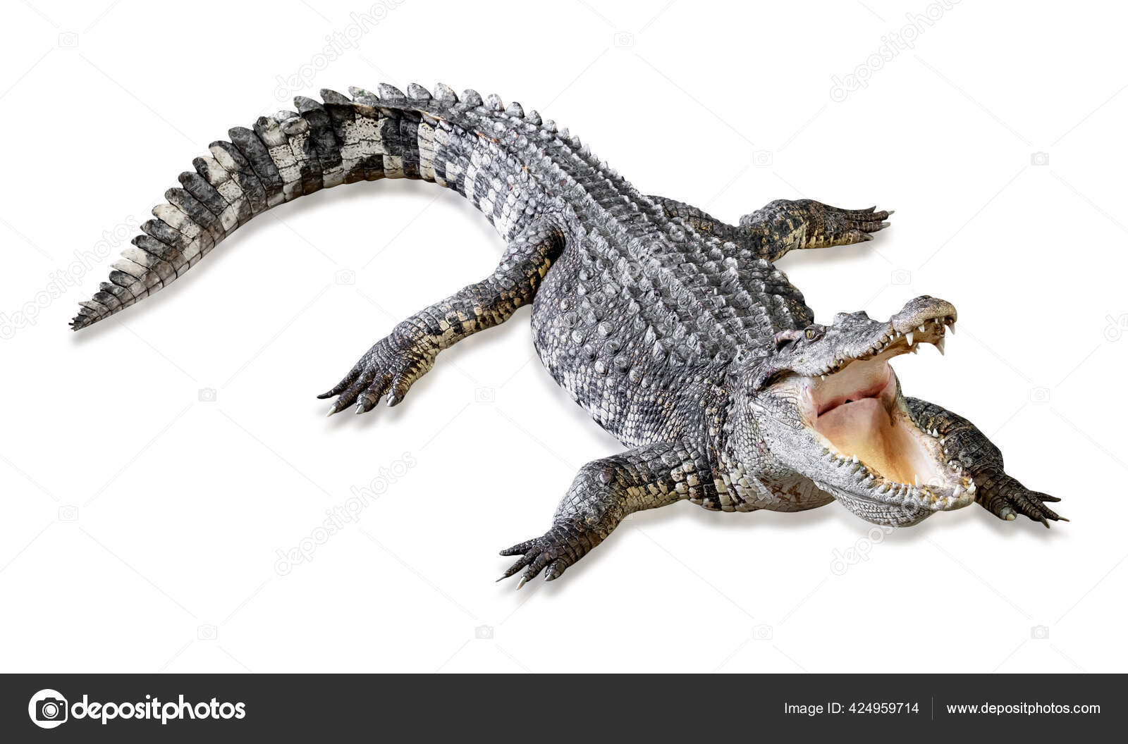 Crocodile Isolated White Background Include Clipping Path — Stock Photo ©  warat42 #424959714, image size:1600x1056