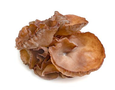 Kulak mantarı ya da Yahudi kulağı beyaz arka planda izole edilmiş.