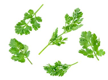 Yaprak kişniş ya da Cilantro beyaz arkaplanda izole edilmiş, yeşil yapraklar desen  