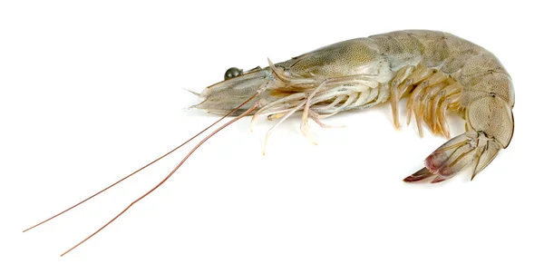 Camarones Crudos Aislados Sobre Fondo Blanco — Foto de Stock