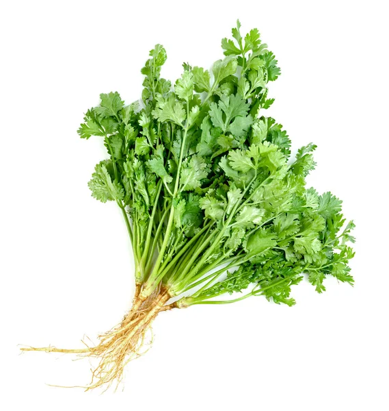 Daun Coriander Atau Cilantro Diisolasi Latar Belakang Putih Pola Daun — Stok Foto