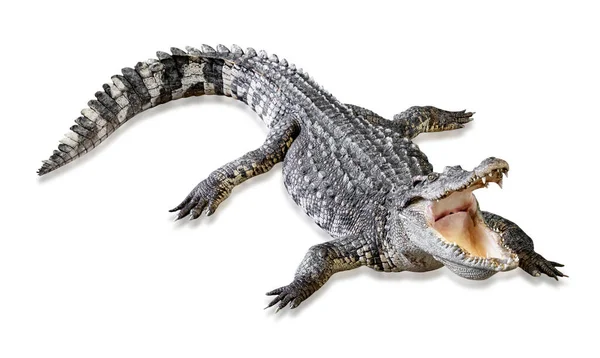 Krokodil Isolerad Vit Bakgrund Inklusive Klippbana — Stockfoto