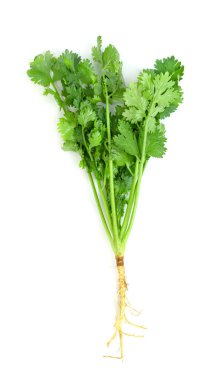 leaf Coriander or Cilantro isolated on white background ,Green leaves pattern   clipart