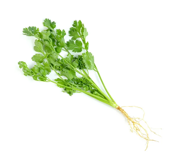 Φύλλα Coriander Cilantro Απομονώνονται Λευκό Φόντο Πράσινο Μοτίβο Φύλλα — Φωτογραφία Αρχείου