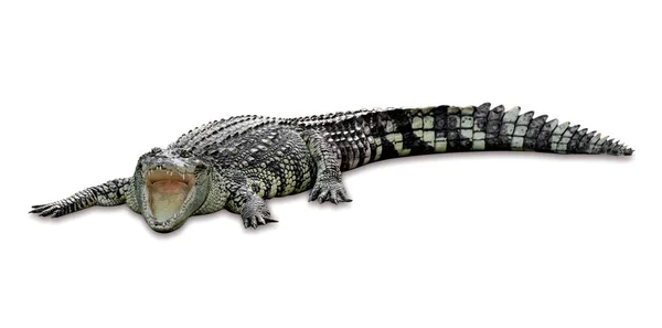 Krokodil Isolerad Vit Bakgrund Inklusive Klippbana — Stockfoto