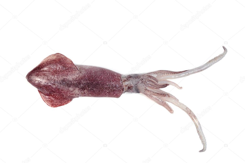 squid isolated on white background 