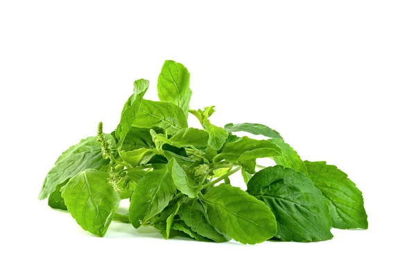 Hoja Albahaca Sagrada Albahaca Tailandesa Ocimum Sanctum Aislado Sobre Fondo — Foto de Stock