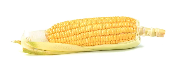 Corn Isolated White Background — Stock Photo, Image