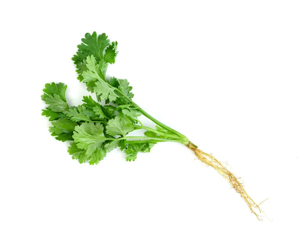 Daun Coriander Atau Cilantro Diisolasi Latar Belakang Putih Pola Daun — Stok Foto