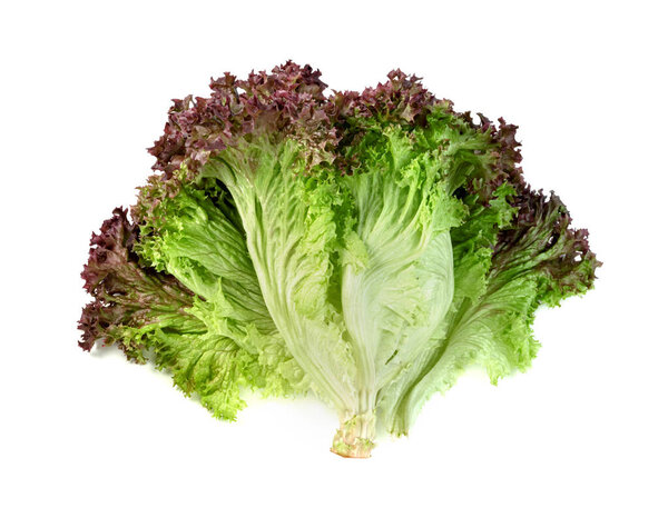 red coral lettuce on white background  ,Green leaves pattern ,Salad ingredient 