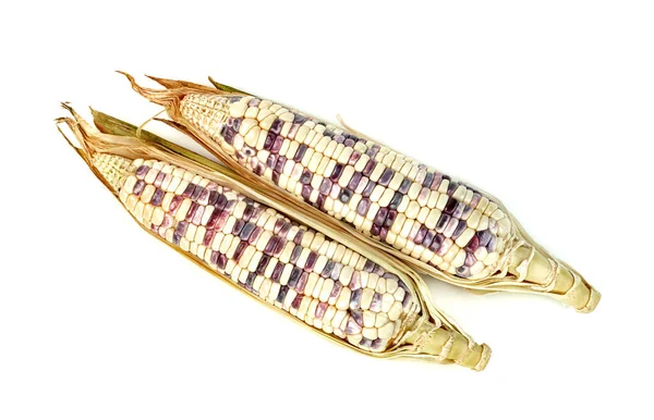 Viaszos Kukorica Elszigetelt Fehér Alapon — Stock Fotó