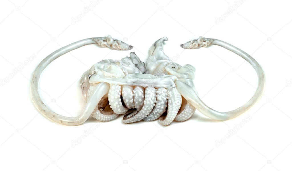 tentacles of squid isolated on white background