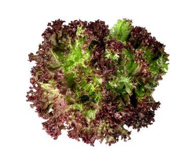 Beyaz arka planda kırmızı mercan marulu, yeşil yapraklar, salata malzemesi. 
