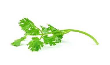 Yaprak kişniş ya da Cilantro beyaz arkaplanda izole edilmiş, yeşil yapraklar desen  