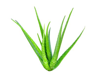 Taze aloe vera bitkisi beyaz arkaplanda izole edildi