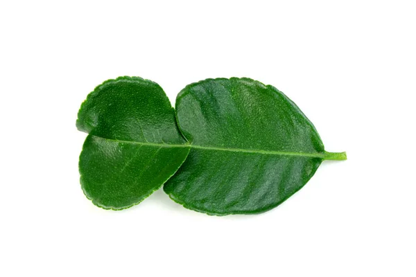 Grüne Blätter Muster Blatt Kaffir Limette Isoliert Auf Weißem Hintergrund — Stockfoto