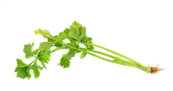 新鲜芹菜 根隔离在白色背景上 绿叶图案 — 图库照片