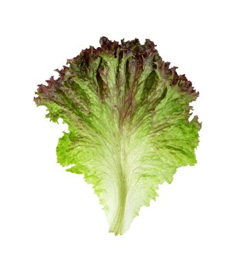 Beyaz zemin üzerinde kırmızı mercan marulu, yeşil yapraklar, salata malzemesi. 