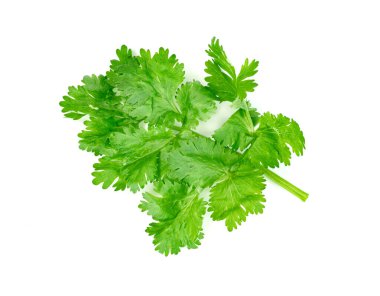 Yaprak kişniş ya da Cilantro beyaz arkaplanda izole edilmiş, yeşil yapraklar desen  