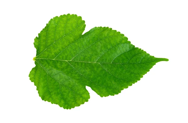 热带叶植物的桑叶 绿叶图案 白色背景分离 — 图库照片