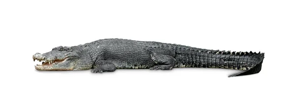 Gammal Krokodil Isolerad Vit Bakgrund Inkluderar Klippning Väg — Stockfoto