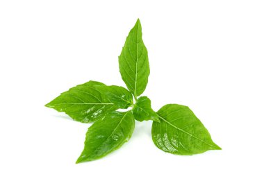 Beyaz arkaplanda taze fesleğen, yeşil yapraklı desen