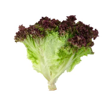 Beyaz arka planda kırmızı mercan marulu, yeşil yapraklar, salata malzemesi. 