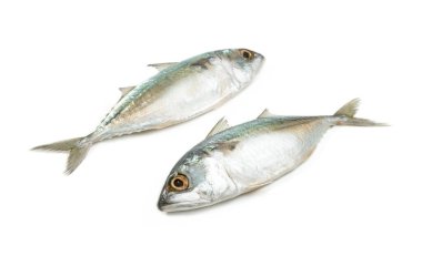 Beyaz arkaplanda taze uskumru balığı izole edilmiş.