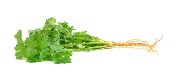 Daun Coriander Atau Cilantro Diisolasi Latar Belakang Putih Pola Daun — Stok Foto