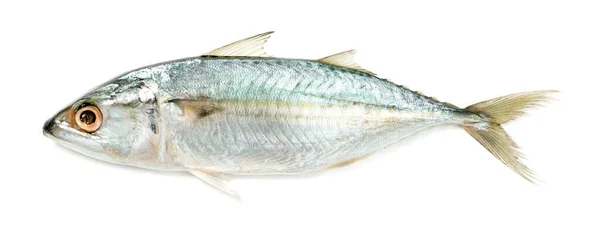 Beyaz Arkaplanda Taze Uskumru Balığı Izole Edilmiş — Stok fotoğraf