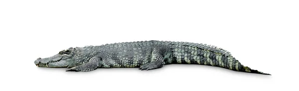 Krokodil Isolerad Vit Bakgrund Inklusive Klippbana — Stockfoto