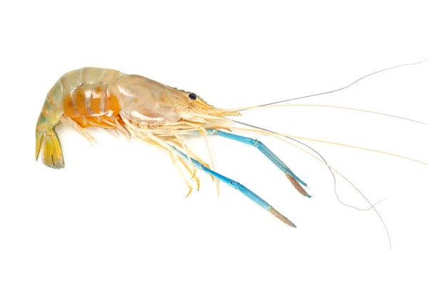 Camarones Río Comunes Macrobrachium Rosenbergii Aislados Sobre Fondo Blanco —  Fotos de Stock