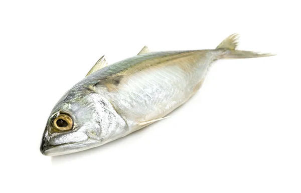 Ryby Świeżych Makreli Odizolowane Białym Tle — Zdjęcie stockowe