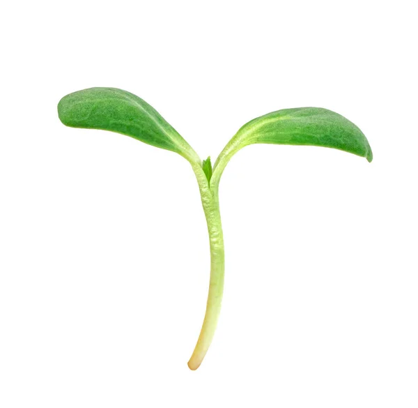 白を基調とした新鮮なひまわりの芽 緑の葉模様 サラダ成分 — ストック写真