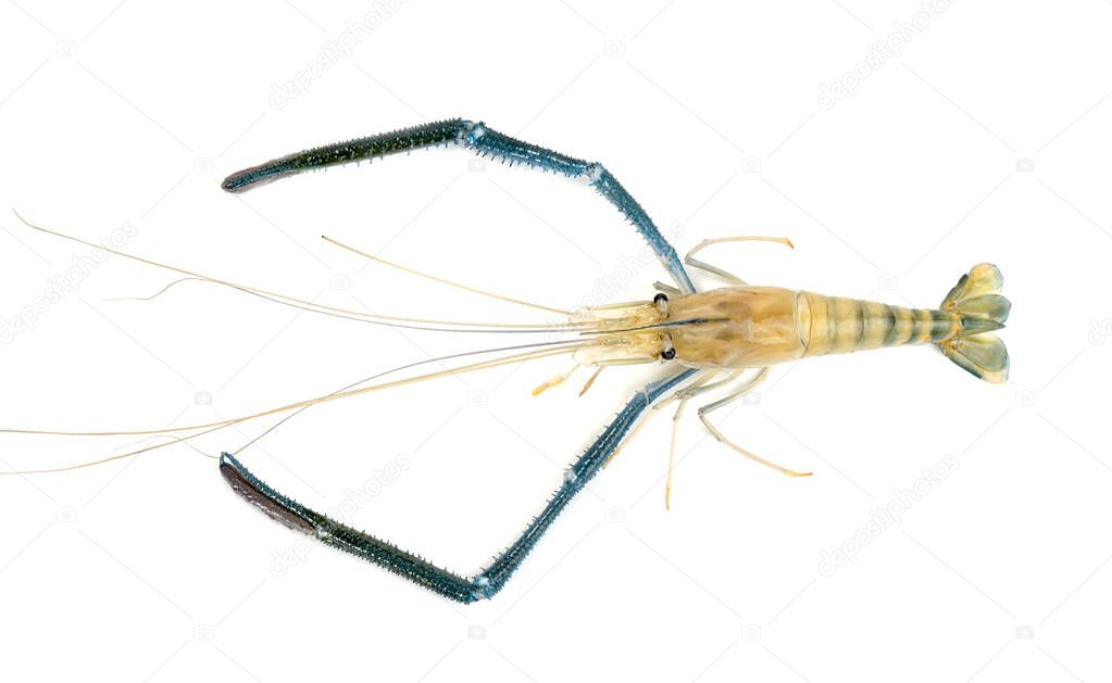 river shrimp common or Macrobrachium rosenbergii isolated on white background 