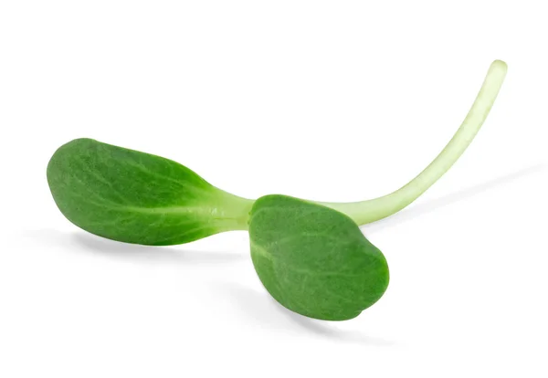 Verse Zonnebloem Sprout Geïsoleerd Witte Achtergrond Groene Bladeren Patroon Salade — Stockfoto