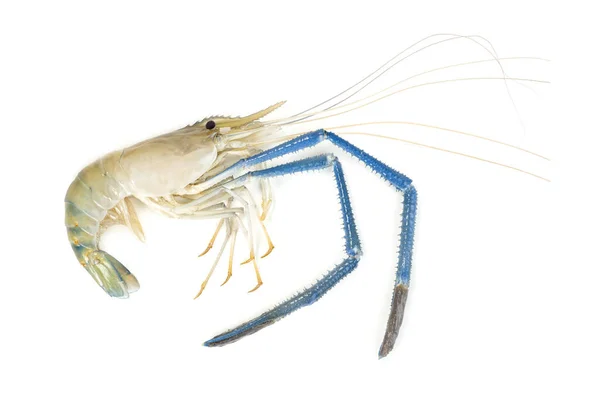 Camarones Río Comunes Macrobrachium Rosenbergii Aislados Sobre Fondo Blanco — Foto de Stock