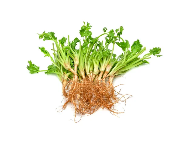 Koriander Cilantro Wortel Geïsoleerd Witte Achtergrond — Stockfoto