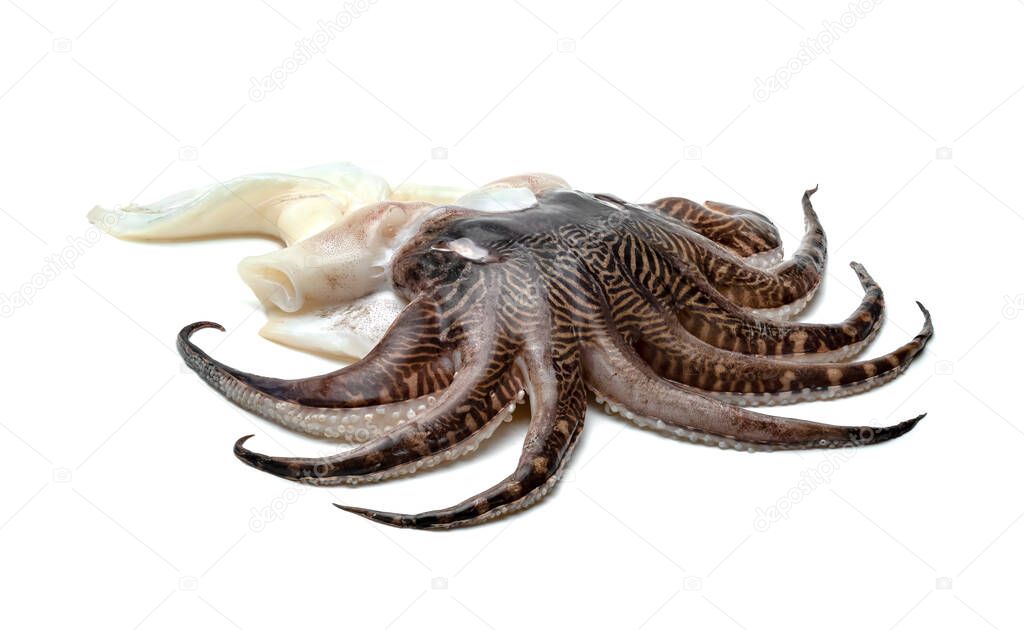 tentacles of squid isolated on white background